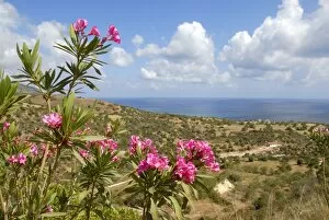 Cyprus Collection: Flowering Oleander (Nerium oleander), landscape with sea near Latchi, Akamas, Southern Cyprus