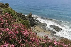 Flowering oleander -Nerium oleander- on the coast, Turkish Riviera, Alanya, Antalya province, Cilicia, Turkey