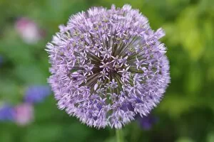 Images Dated 26th May 2012: Flowering onion -Allium aflatunense-, garden plant, Bavaria, Germany, Europe