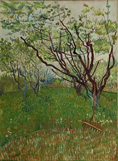 The Flowering Orchard