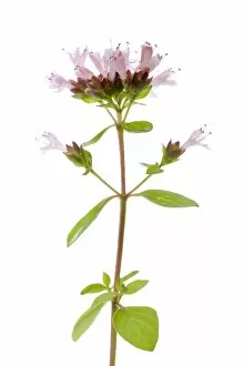 Images Dated 7th August 2011: Flowering Oregano -Origanum vulgare-