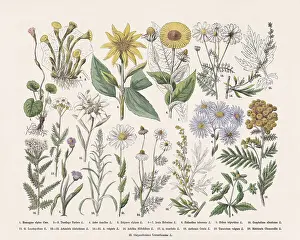 Flowering plants (Angiospermae, Asteraceae), hand-colored wood engraving, published in 1887