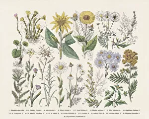 What's New: Flowering plants (Angiospermae, Asteraceae), hand-colored wood engraving, published in 1887