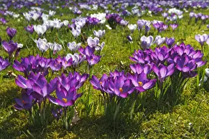 Crocus Prints: Flowering purple and white Crocuses -Crocus vernus hybrids- on a crocus meadow in spring