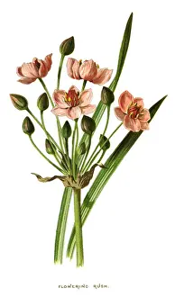 Rush Prints: flowering rush, grass rush