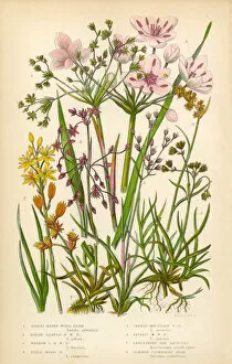 The Flowering Plants and Ferns of Great Britain Collection: Flowering Rush, Juncus Effusus, Rush, Juncaceae, Victorian Botanical Illustration