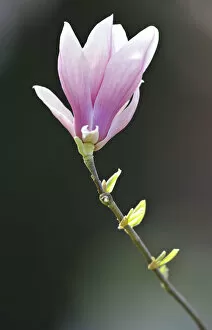 Images Dated 3rd April 2011: Flowering saucer magnolia -Magnolia x soulangeana- Amabilis cultivar