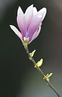 Prints of Flowering saucer magnolia -Magnolia x soulangeana- Amabilis cultivar Viva Magenta Prints: Flowering saucer magnolia -Magnolia x soulangeana- Amabilis cultivar