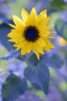 Images Dated 28th September 2014: Flowering sunflower