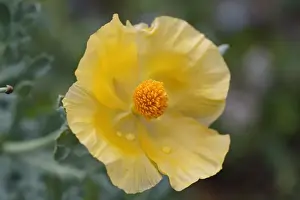 Flowering Yellow Horned Poppy -Glaucium flavum-, Dilek National Park, Kusadasi, Aydin province, Aegean region, Turkey