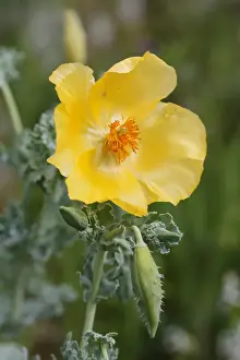 Flowering Yellow Horned Poppy -Glaucium flavum-, Dilek National Park, Kusadasi, Aydin province, Aegean region, Turkey
