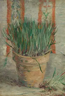 Flowerpot With Garlic Chives