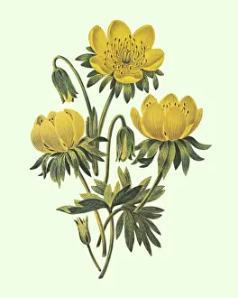 Plant Life Prints: Flowers