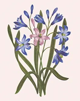 Plant Life Prints: Flowers