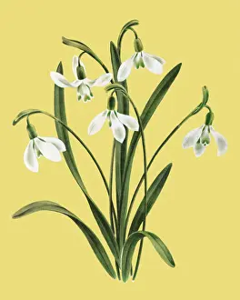 Plant Life Prints: Flowers