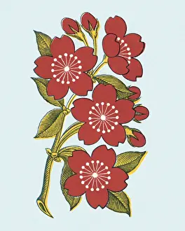 Plant Life Prints: Flowers