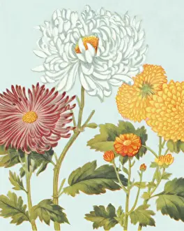 Plant Life Prints: Flowers