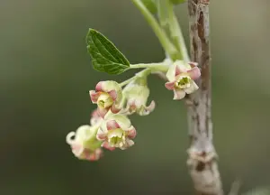 Lamiaceae Prints: Flowers of the black currant -Ribes nigrum-