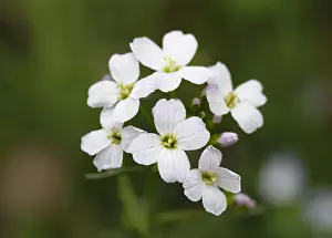 Crucifers Prints: Flowers of the Cuckoo Flower or Ladys Smock -Cardamine pratensis-, medicinal plant