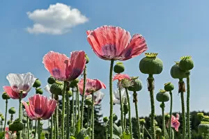 Images Dated 30th July 2013: Flowers and flower buds, Opium Poppy -Papaver somniferum-