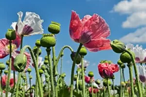 Images Dated 27th July 2013: Flowers and flower buds, Opium Poppy -Papaver somniferum-