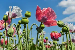 Papaver Prints: Flowers and flower buds, Opium Poppy -Papaver somniferum-