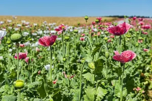 Papaver Prints: Flowers and flower buds, Opium Poppy -Papaver somniferum-