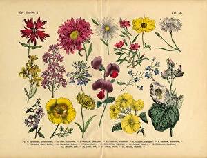 Images Dated 1st April 2016: Flowers of the Garden, Victorian Botanical Illustration
