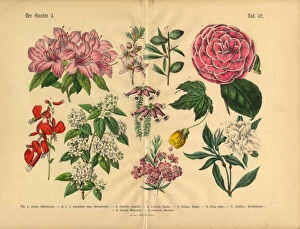 Images Dated 24th March 2016: Flowers of the Garden, Victorian Botanical Illustration