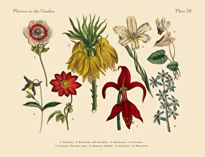 The Book of Practical Botany Gallery: Flowers of the Garden, Victorian Botanical Illustration