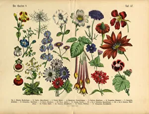 Images Dated 5th April 2016: Flowers of the Garden, Victorian Botanical Illustration
