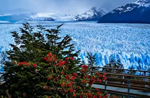 El Calafate Prints: Flowers and Ice