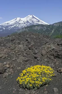 Flowers on a lava field and Llaima volcano, Conguillio National Park, Melipeuco, Araucania Region, Chile