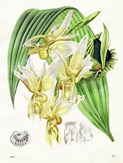 Flowers: radiating stanhopea orchid color plate illustration 1864