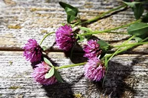 Legume Family Gallery: Flowers of red clover -Trifolium pratense- on a wooden surface