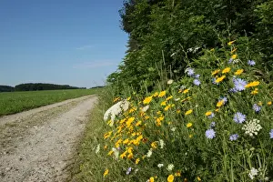 Flowers on the roadside, Golden Marguerite or Yellow Chamomile -Anthemis tinctoria-, White Yarrow -Achillea millefolium-, blue Chicory -Cichorium intybus-, Allgaeu, Bavaria, Germany, Europe