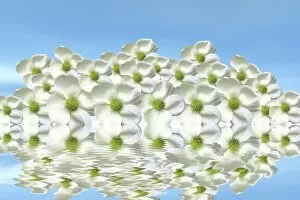 Reflected Gallery: Flowers on the water with mirroring, 3D graphics