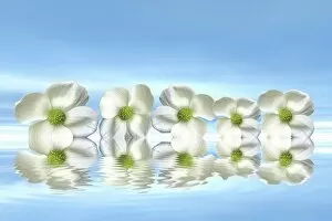 Ingeborg Knol Photography Gallery: Flowers on the water with mirroring, 3D graphics