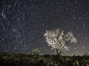 Images Dated 11th March 2015: Flowery almond-tree one night of starred of spring