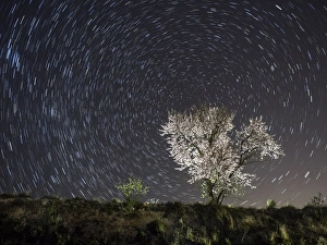 Images Dated 11th March 2015: Flowery almond-tree one night of starred of spring