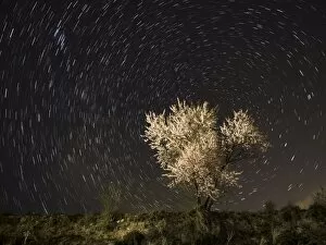 Treetop Gallery: Flowery almond-tree one night of starry spring