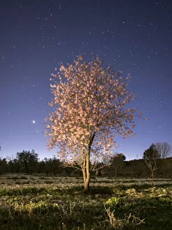 Images Dated 27th February 2015: Flowery almond-tree one spring night