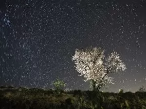 Images Dated 11th March 2015: Flowery almond-tree a starry night