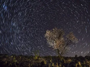 Images Dated 11th March 2015: Flowery almond-tree a starry night