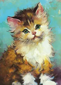Fluffy Cat