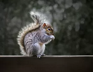 Images Dated 4th December 2011: Fluffy gray squirrel