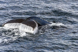 Images Dated 6th March 2013: Fluke and fin of a Humpback Whale -Megaptera novaeangliae-, diving, Gerlache Strait