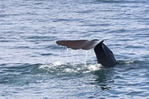 Images Dated 23rd January 2013: Fluke of a Sperm Whale -Physeter macrocephalus- while diving, Kaikoura, Canterbury Region