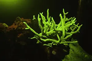 Rock Islands Prints: Fluorescent coral (Acropora sp. ), underwater view