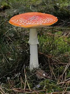 Images Dated 14th October 2014: Fly agaric -Amanita muscaria-